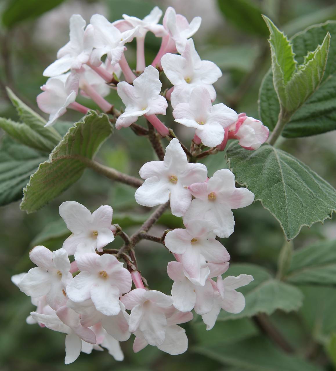 Photo of Judd Viburnum